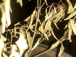 Danos causados pelo vírus da tristeza dos citros em árvores cítricas