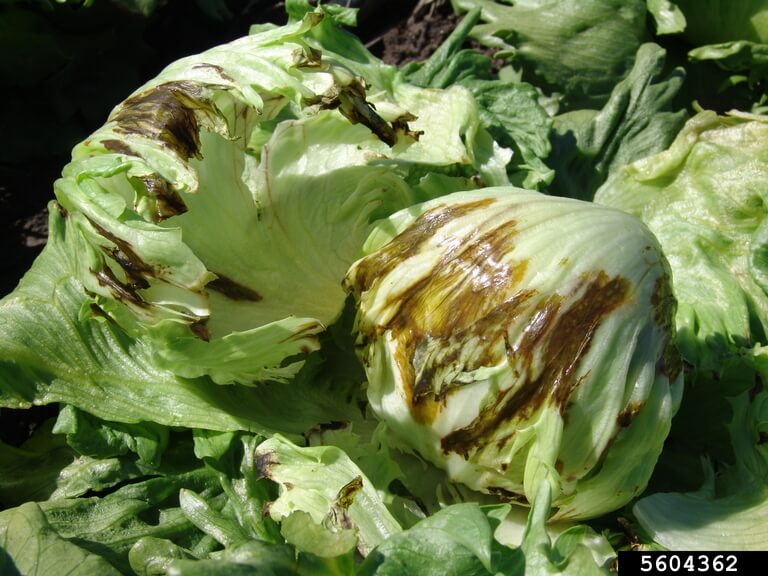 Enfermedad de las venas, manchas barnizadas: Síntomas y daños en Lechuga