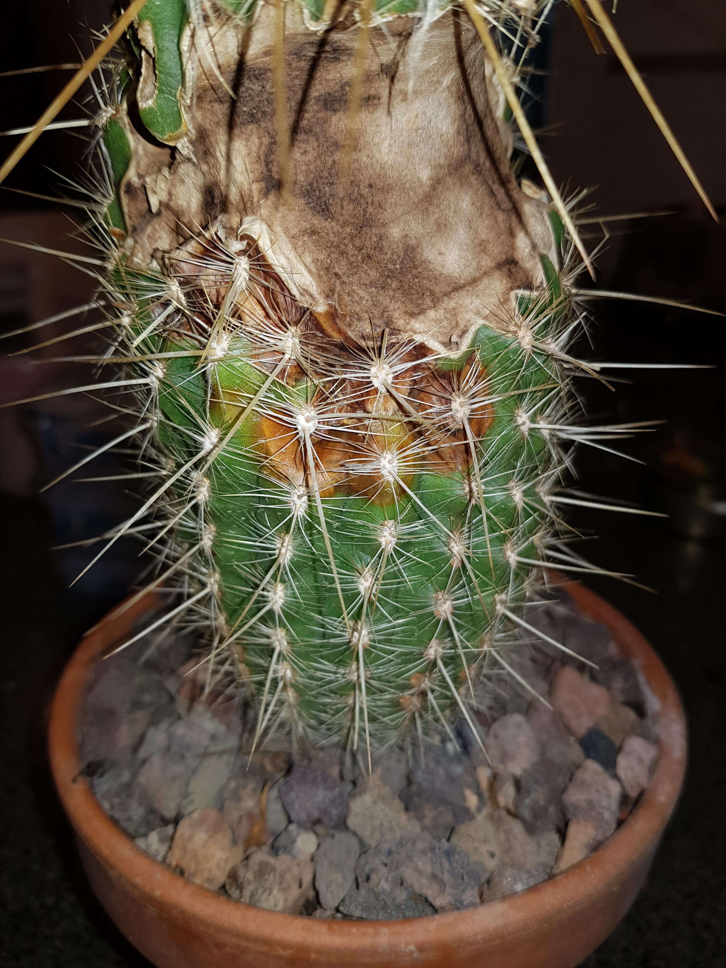 Danos causados pela podridão interna em cactos