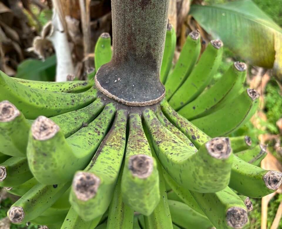 Manchas de banana: o que são, como ocorrem e como eliminá-las de forma eficaz