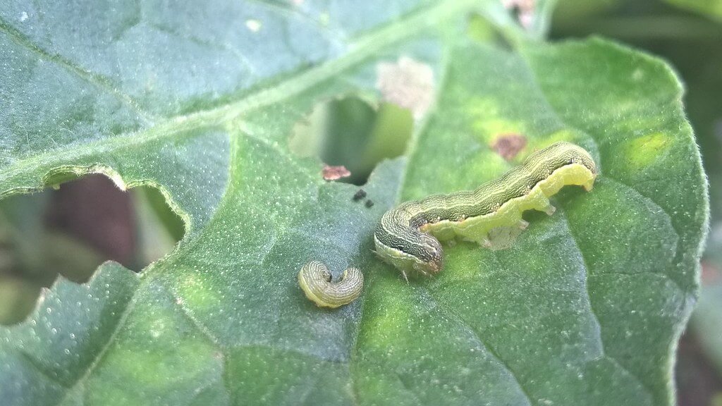 Rosquilla verde o gardama en remolacha azucarera | idMicrobe
