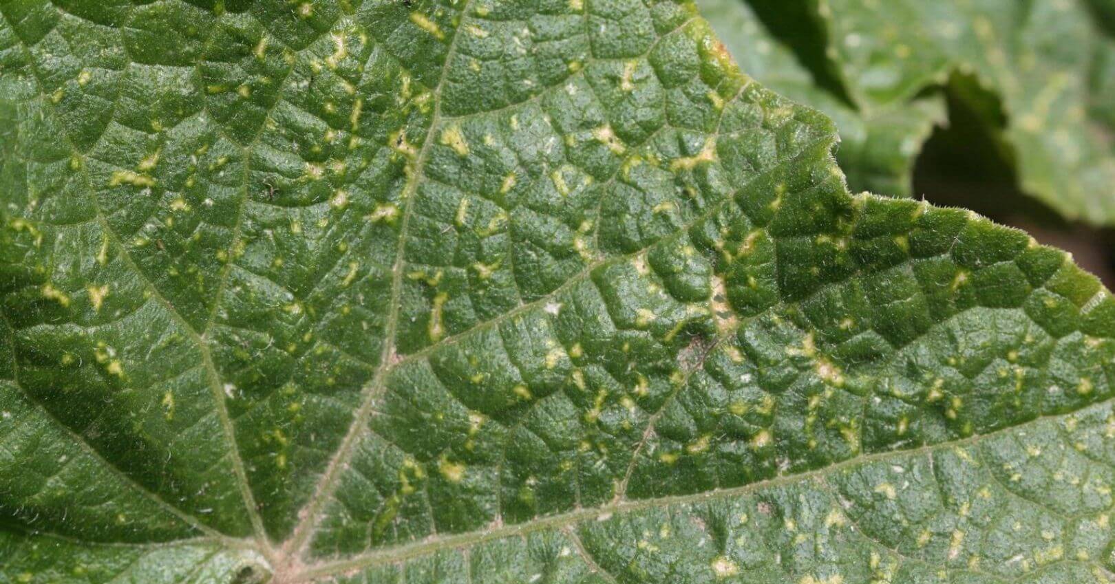 Comment reconnaître et combattre les thrips sur les courges