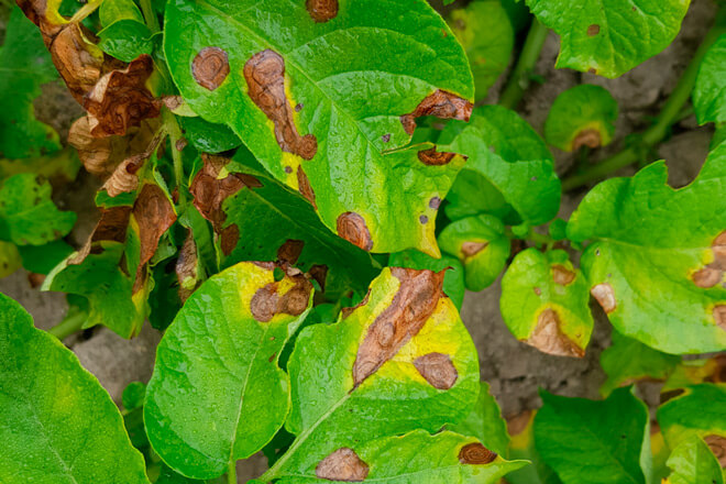Tizón temprano o alternariosis en Patata: Cómo se reconoce y se trata eficazmente