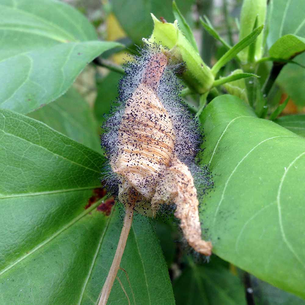 Podridão cinzenta: sintomas e danos em plantas ornamentais