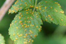 Roya naranja en frambuesa | idMicrobe