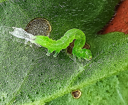 Orugas o gusanos en plantas ornamentales | idMicrobe