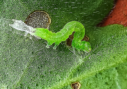 Leaves eaten by caterpillars or worms