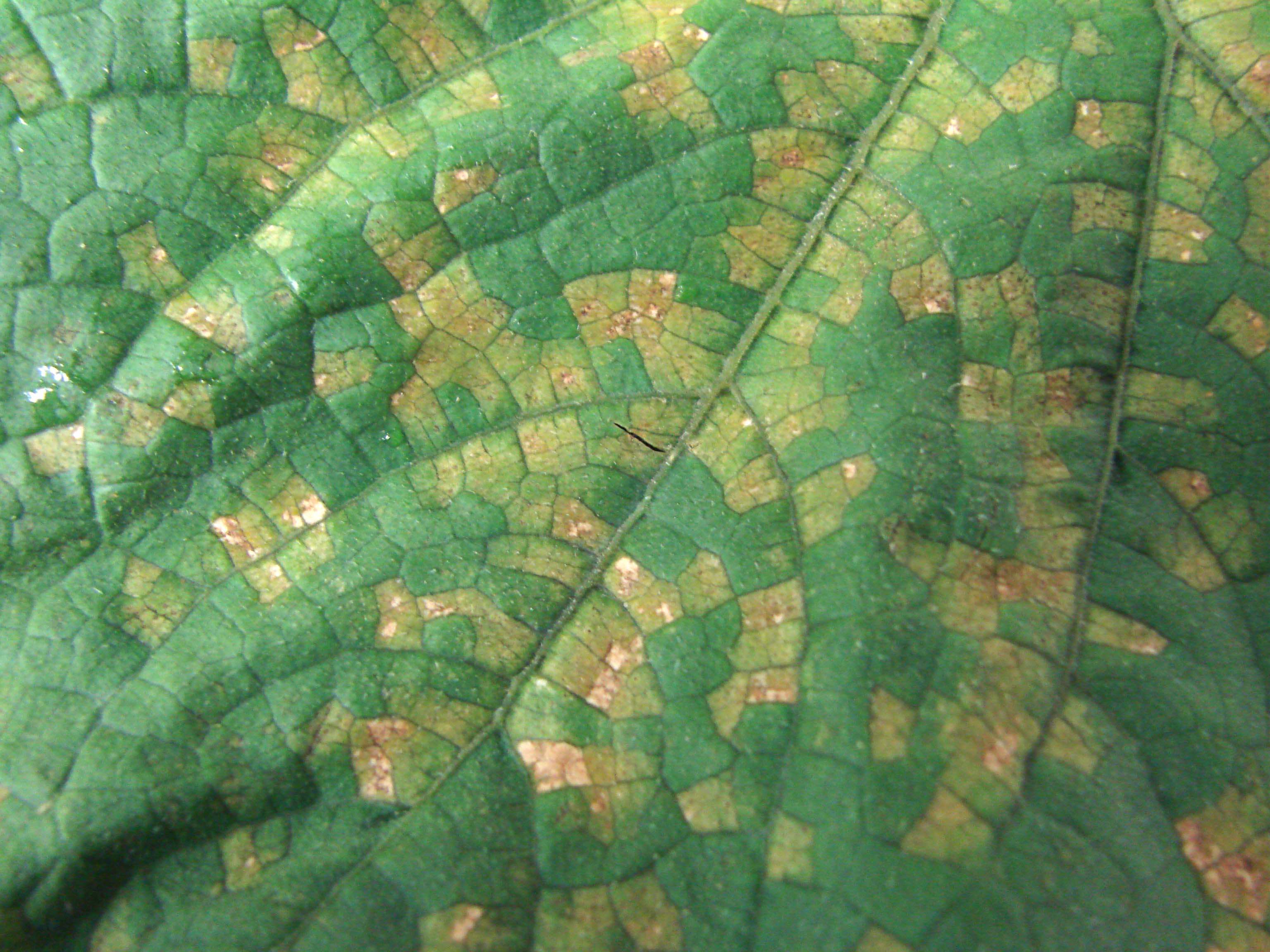 Downy Mildew: Symptoms and Damage on Cucumber