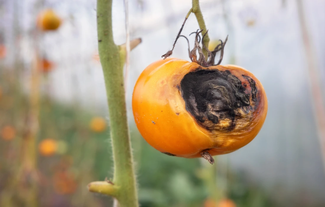 Fruto afectado por mildiu con manchas y zonas dañadas