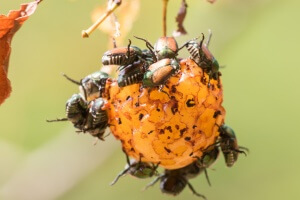 Escarabajo japonés en Frambuesa: Cómo se reconoce y se trata eficazmente