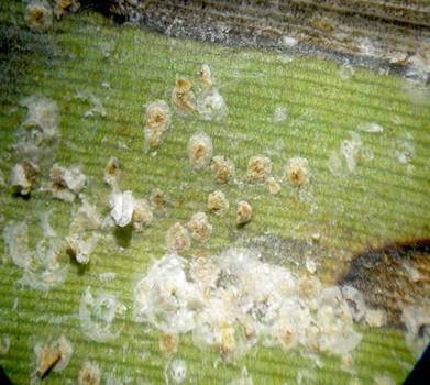 Maladie de Panama ou fusariose des bananiers | idMicrobe