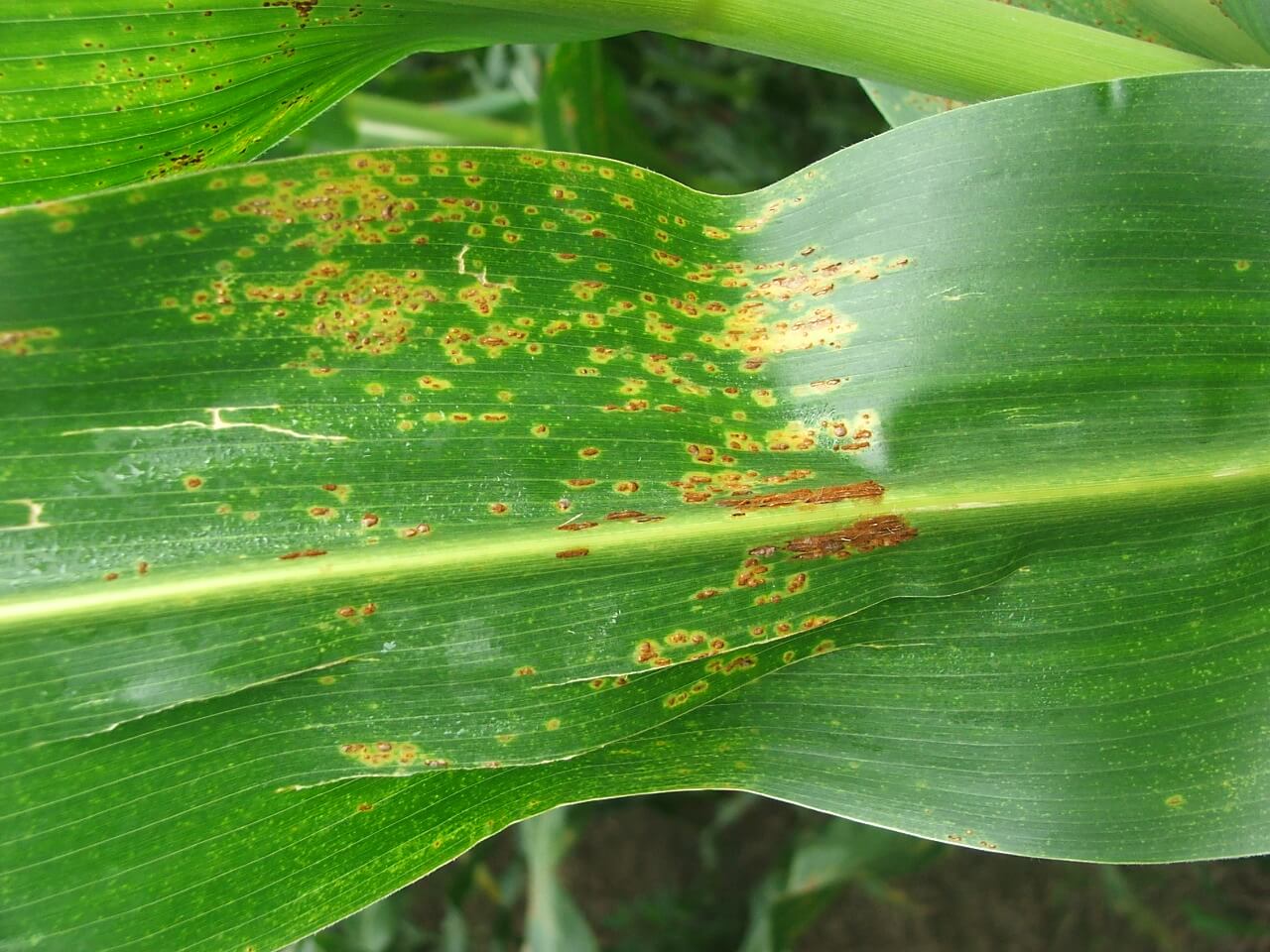 Rouille du maïs : comment la reconnaître et la traiter efficacement
