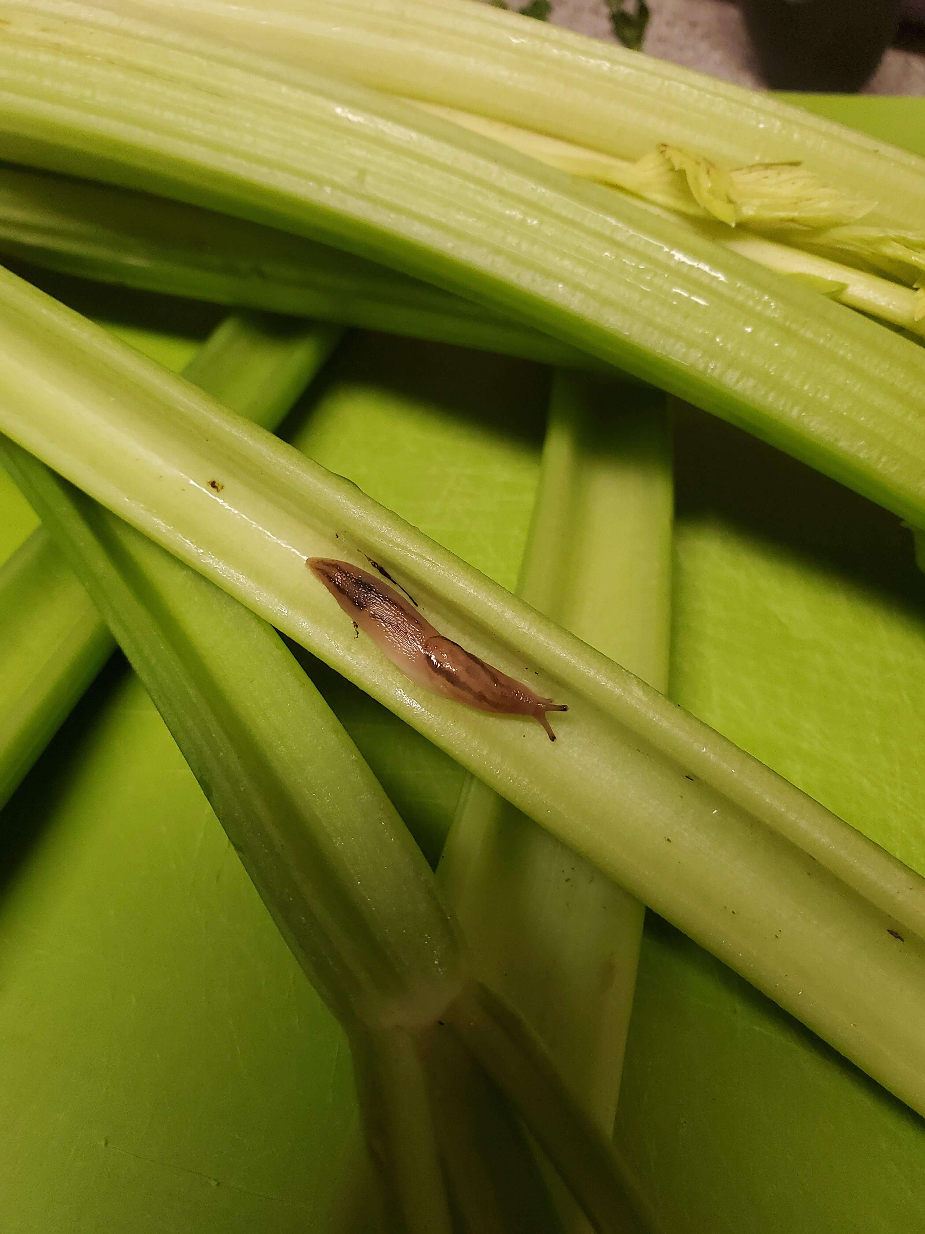 Caracoles y babosas en apio | idMicrobe
