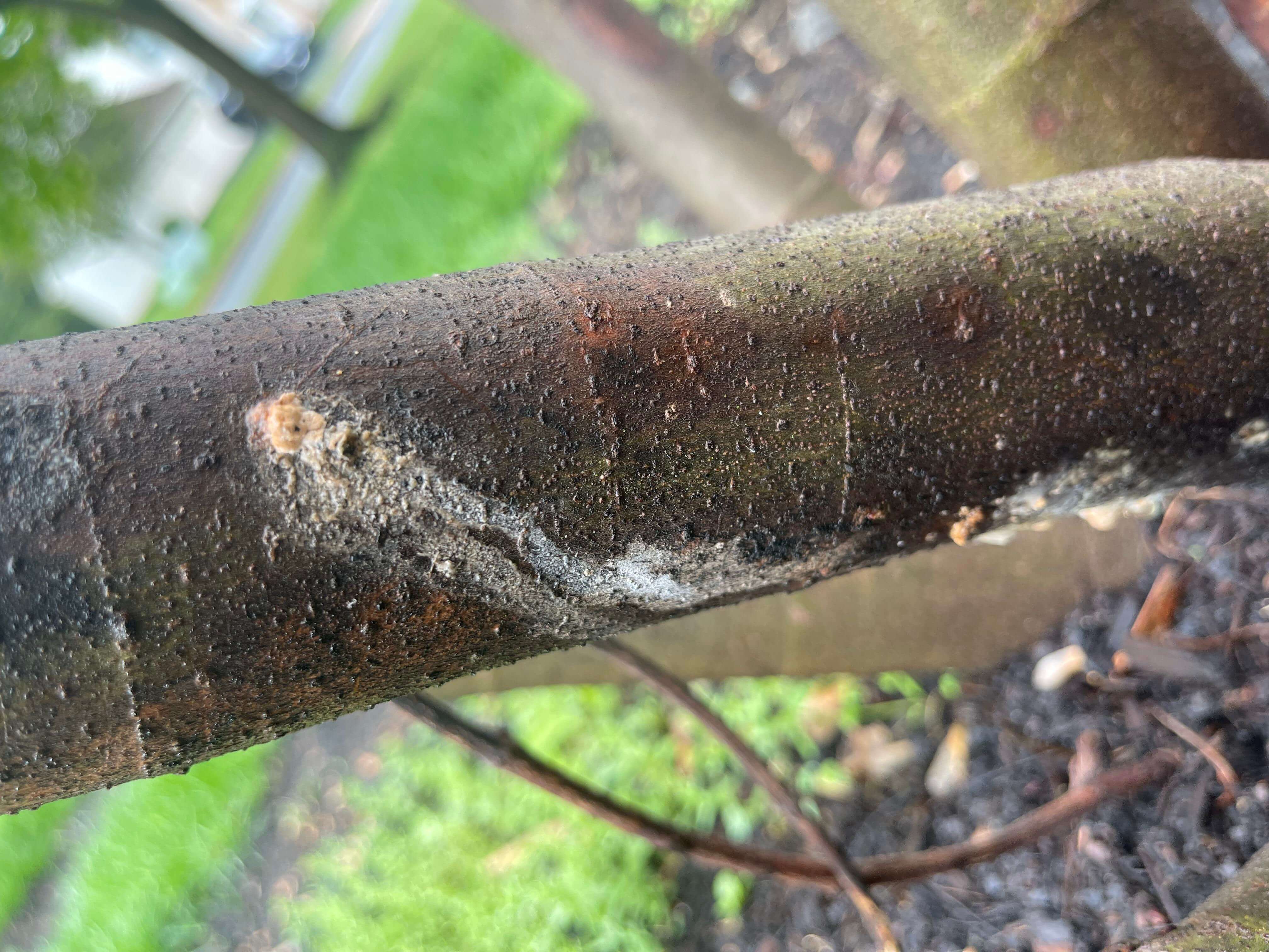 Barrenillo: qué es, cómo se origina y cómo eliminar de forma efectiva en higo o higuera