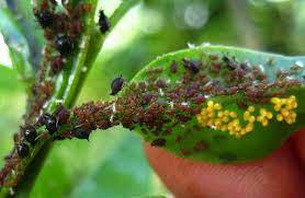 Damage caused by Aphids in Quinoa
