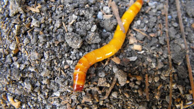 Gusano del alambre en zanahoria | idMicrobe