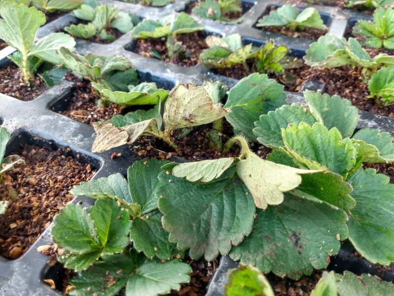 Bed bugs: what they are, how they originate, and how to eliminate them effectively