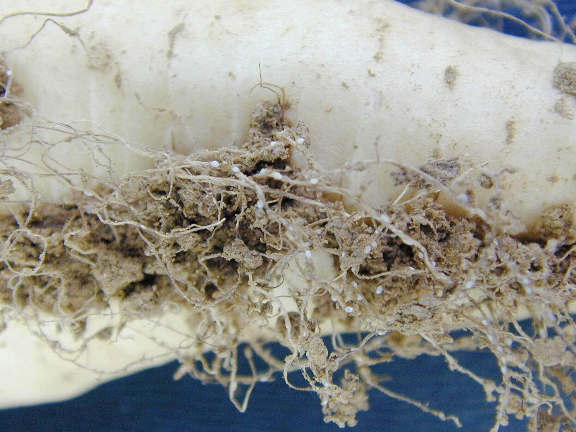 Nemátodos en remolacha azucarera | idMicrobe
