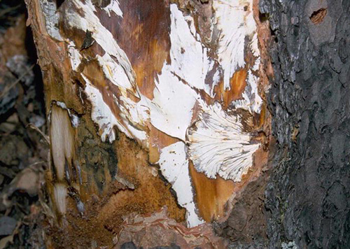 Comment reconnaître et combattre la pourriture des racines des figues ou des figuiers