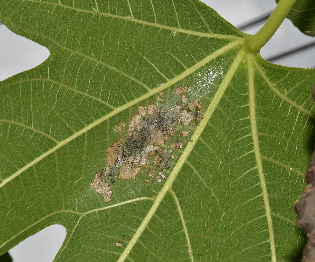 Fig moth: what it is, how it originates, and how to eliminate it effectively