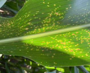 Mancha foliar por curvularia: Síntomas y daños en Maíz