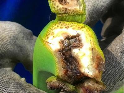 Taladro de la platanera | idMicrobe