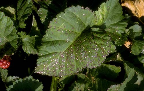Septoria in blackberries | idMicrobe