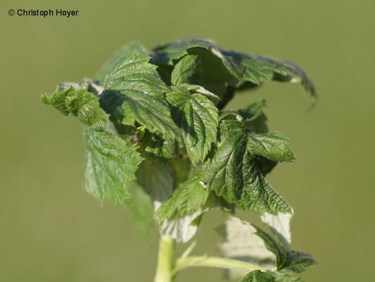 Daños causados por Pulgón grande de la frambuesa en Frambuesa