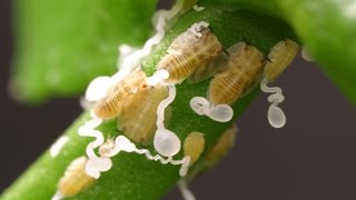 Asian Citrus Psyllid in Orange Trees: How to Recognize and Treat It Effectively