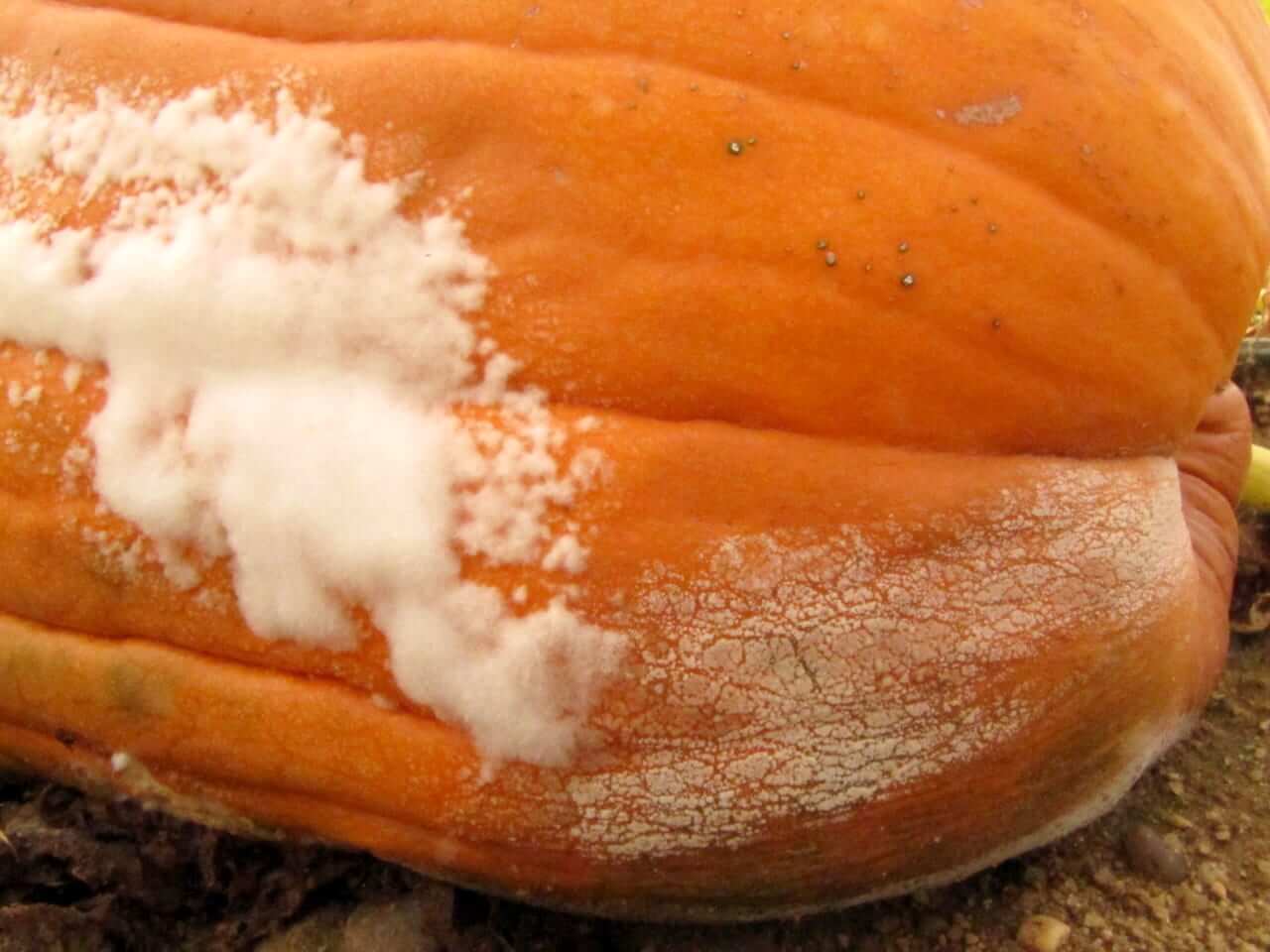 White rot on pumpkins: How to recognize and treat it effectively