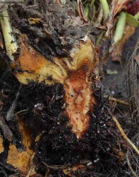 Cómo reconocer y combatir antracnosis en berries