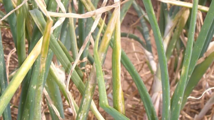 Podredumbre del cuello en Cebolla: Cómo se reconoce y se trata eficazmente