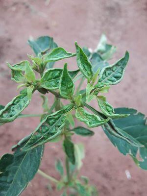 Symptoms, treatments, and recommendations for treating thrips