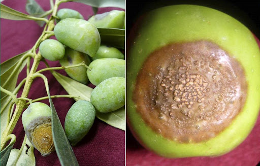 Cómo reconocer y combatir antracnosis o aceituna jabonosa en olivo de verdeo / almanzara