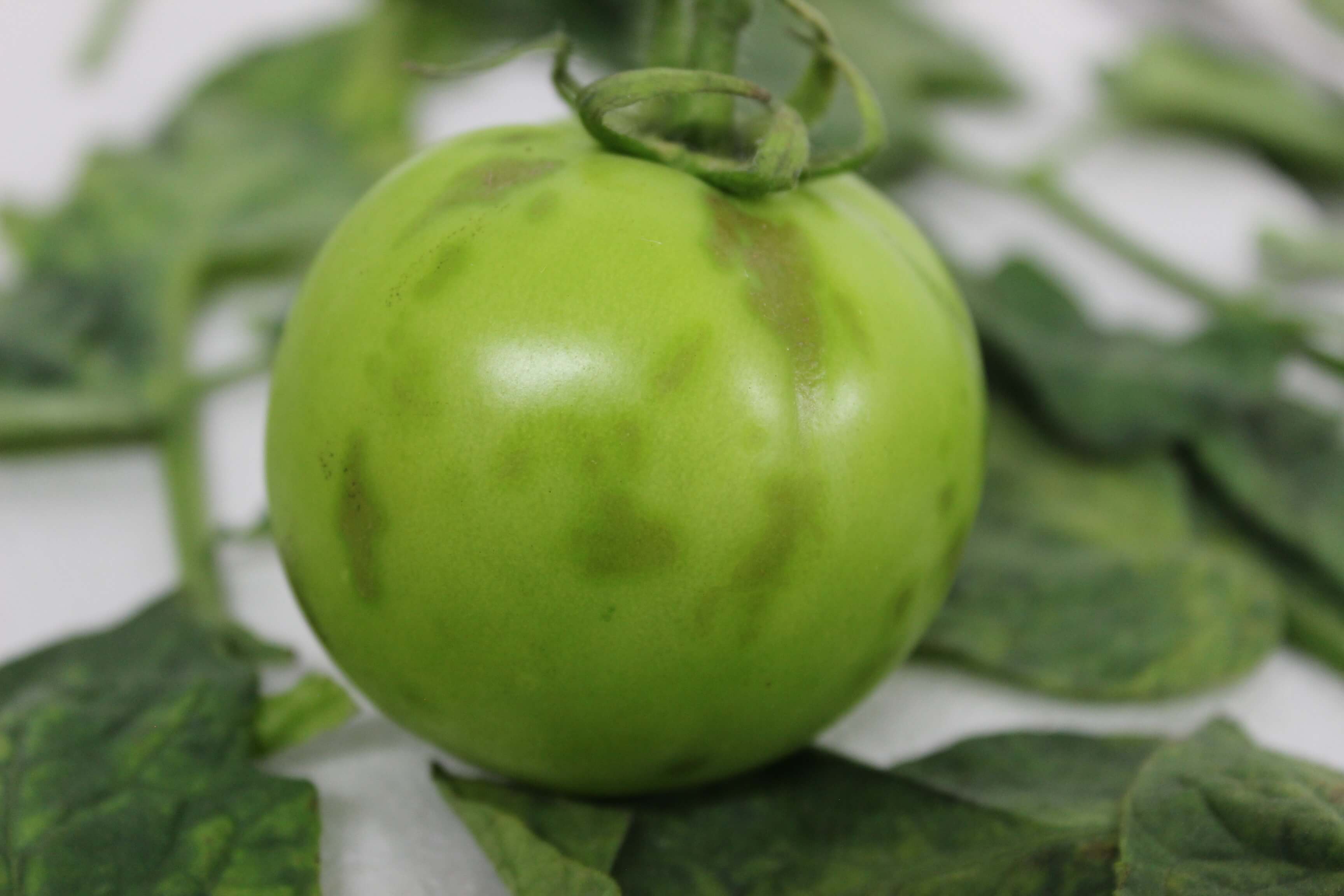 Virus rugoso del tomate (ToBRFV): qué es, cómo se origina y cómo eliminar de forma efectiva