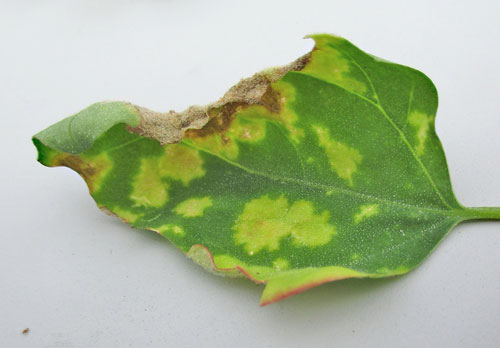 Mildiu: Síntomas y daños en Quinoa