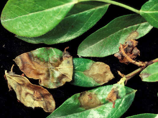 Gray rot: what it is, how it originates, and how to eliminate it effectively