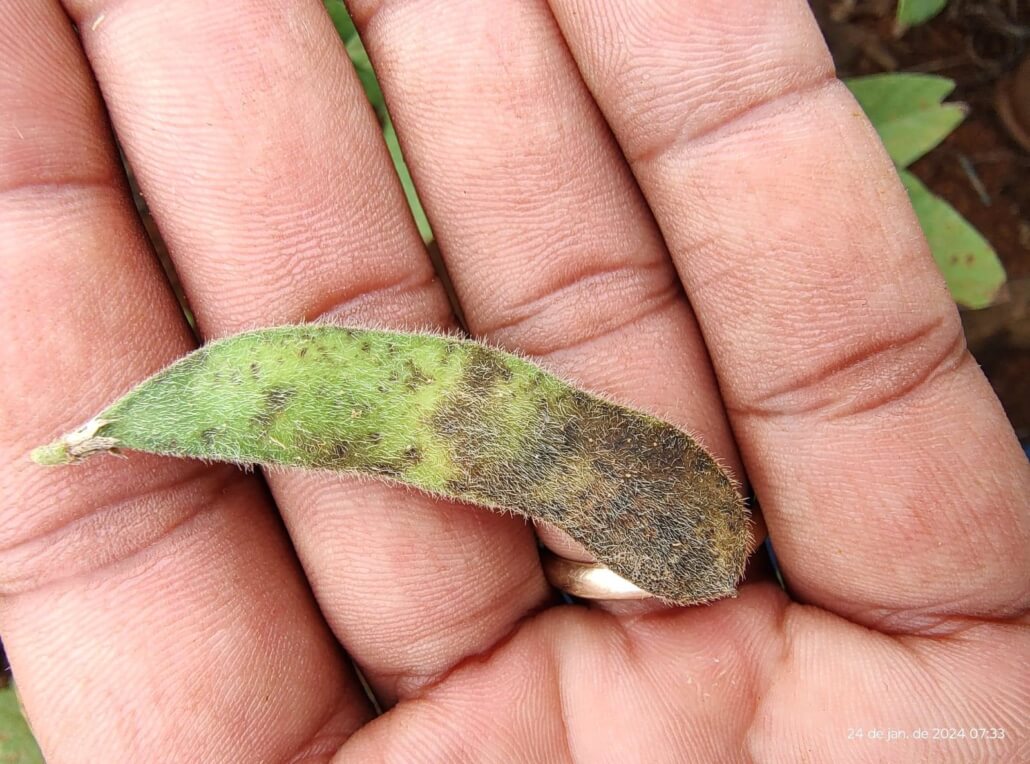 Chancre de la tige du soja : comment le reconnaître et le traiter efficacement