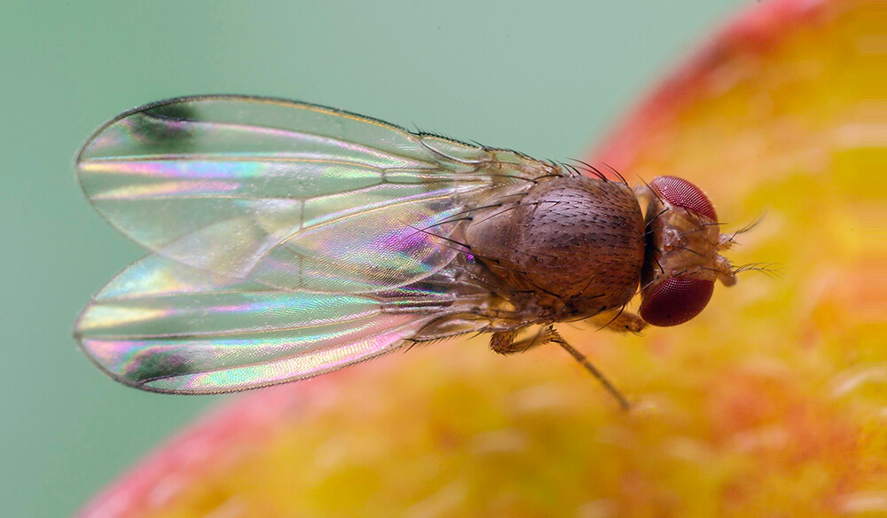 Dégâts causés par la mouche des fruits sur les myrtilles