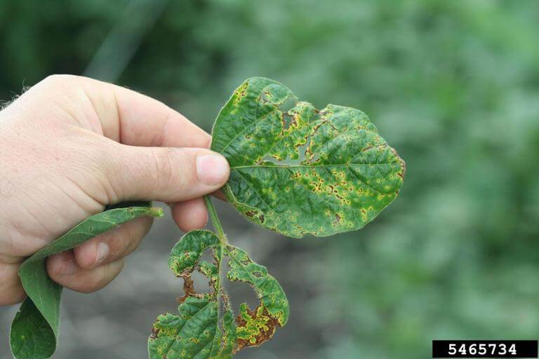 Dégâts causés par la brûlure bactérienne du soja