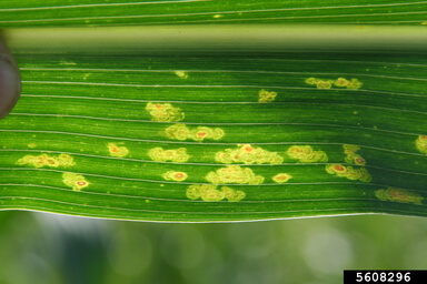 Corn eyespot: what it is, how it occurs, and how to effectively remove it