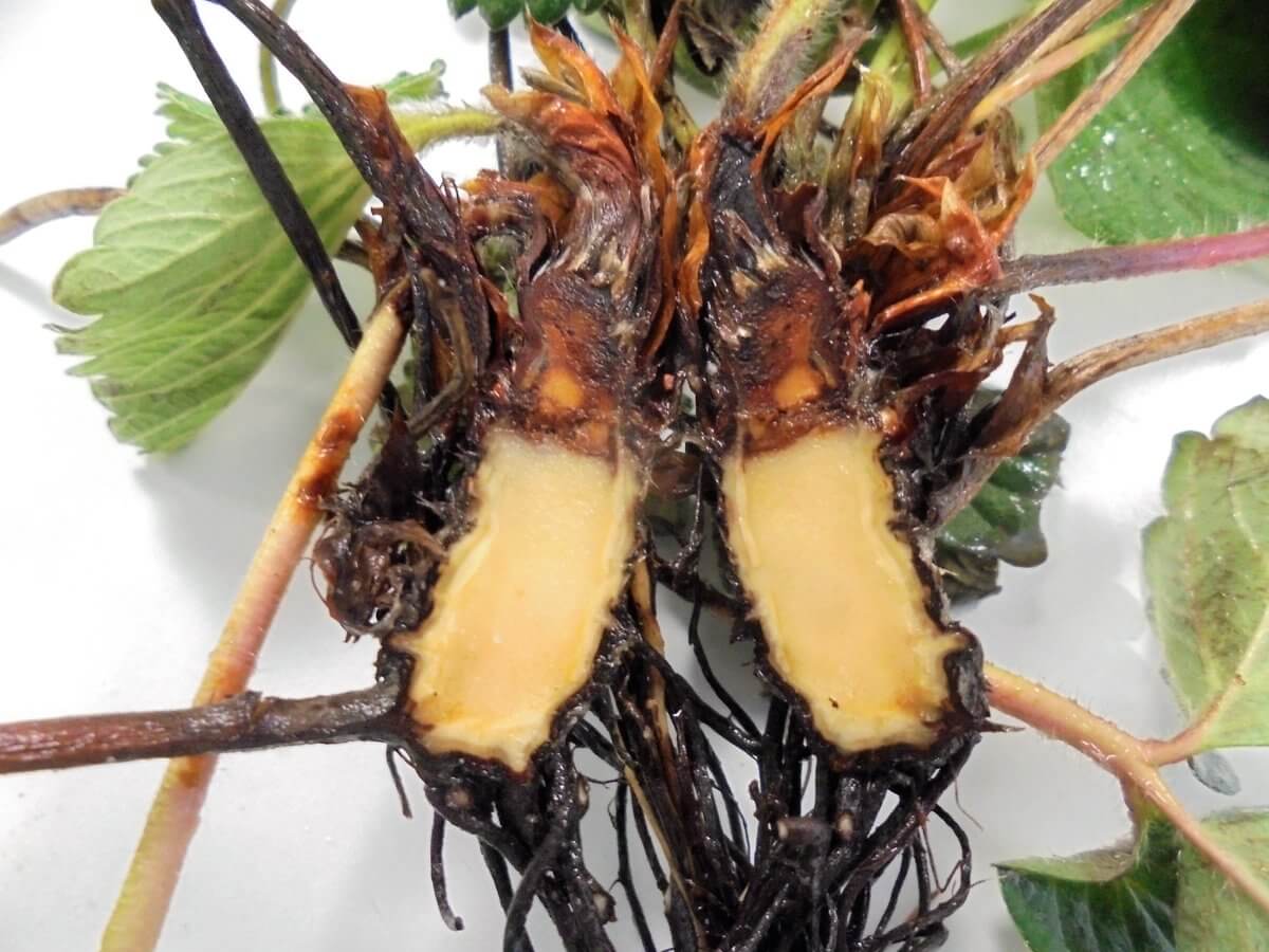 Crown and Stem Rot: Symptoms and Damage in Berries