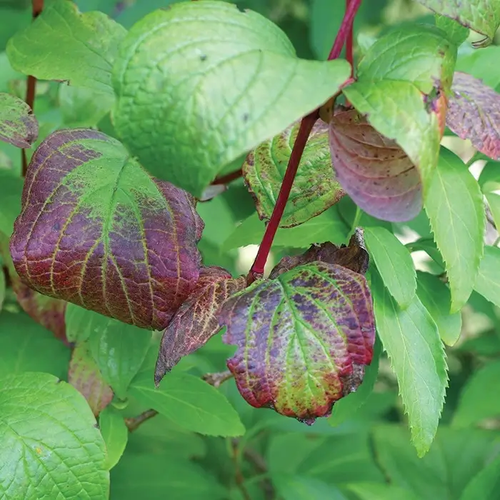 Danos causados pela deficiência de fósforo nas plantas