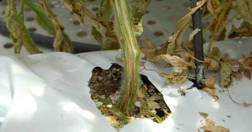 Flétrissement fusarien des cucurbitacées à peau non comestible | idMicrobe