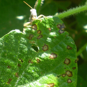 Œil de grenouille : qu'est-ce que c'est, comment il apparaît et comment l'éliminer efficacement