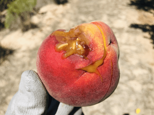 Mosca de la fruta en melocotón o durazno | idMicrobe