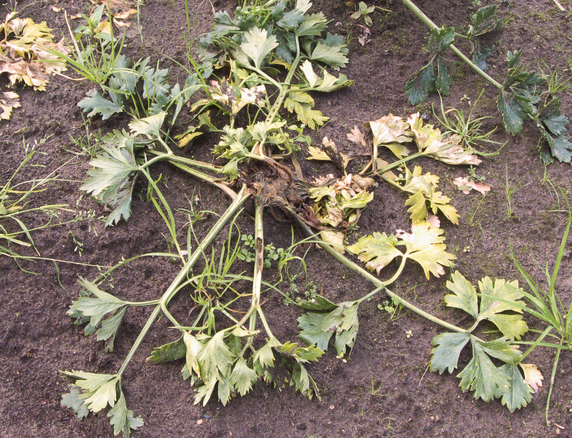 Podredumbre blanda: qué es, cómo se origina y cómo eliminar de forma efectiva en apio