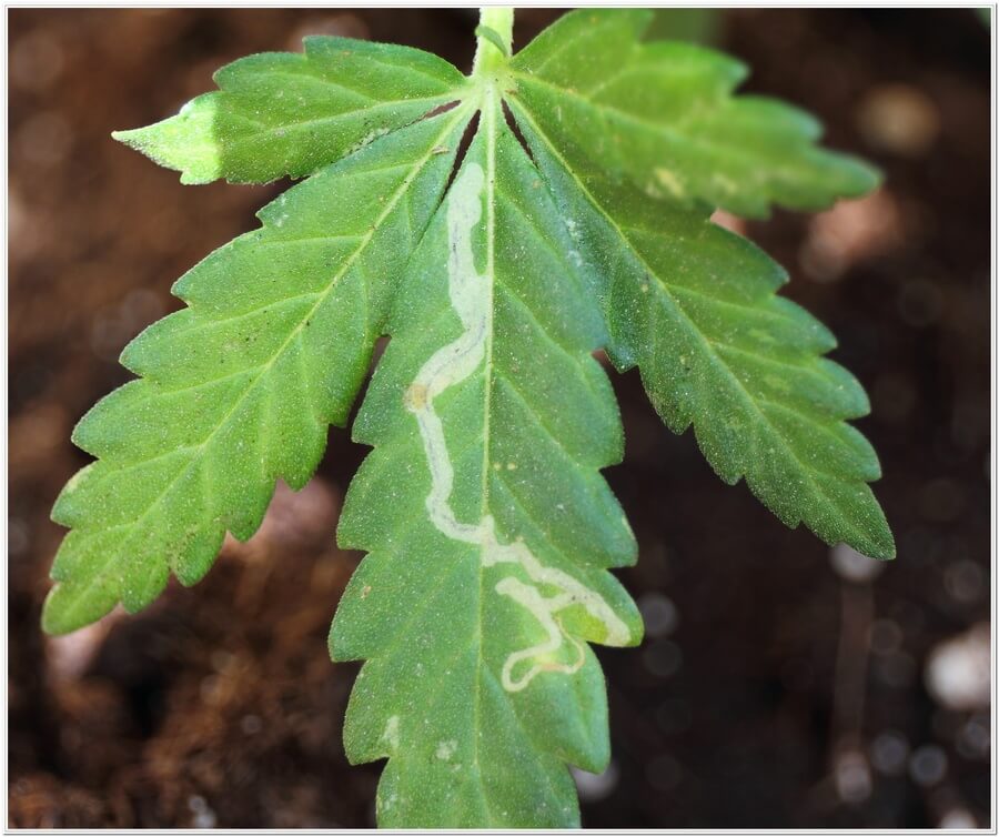 Cómo reconocer y combatir minador en cannabis