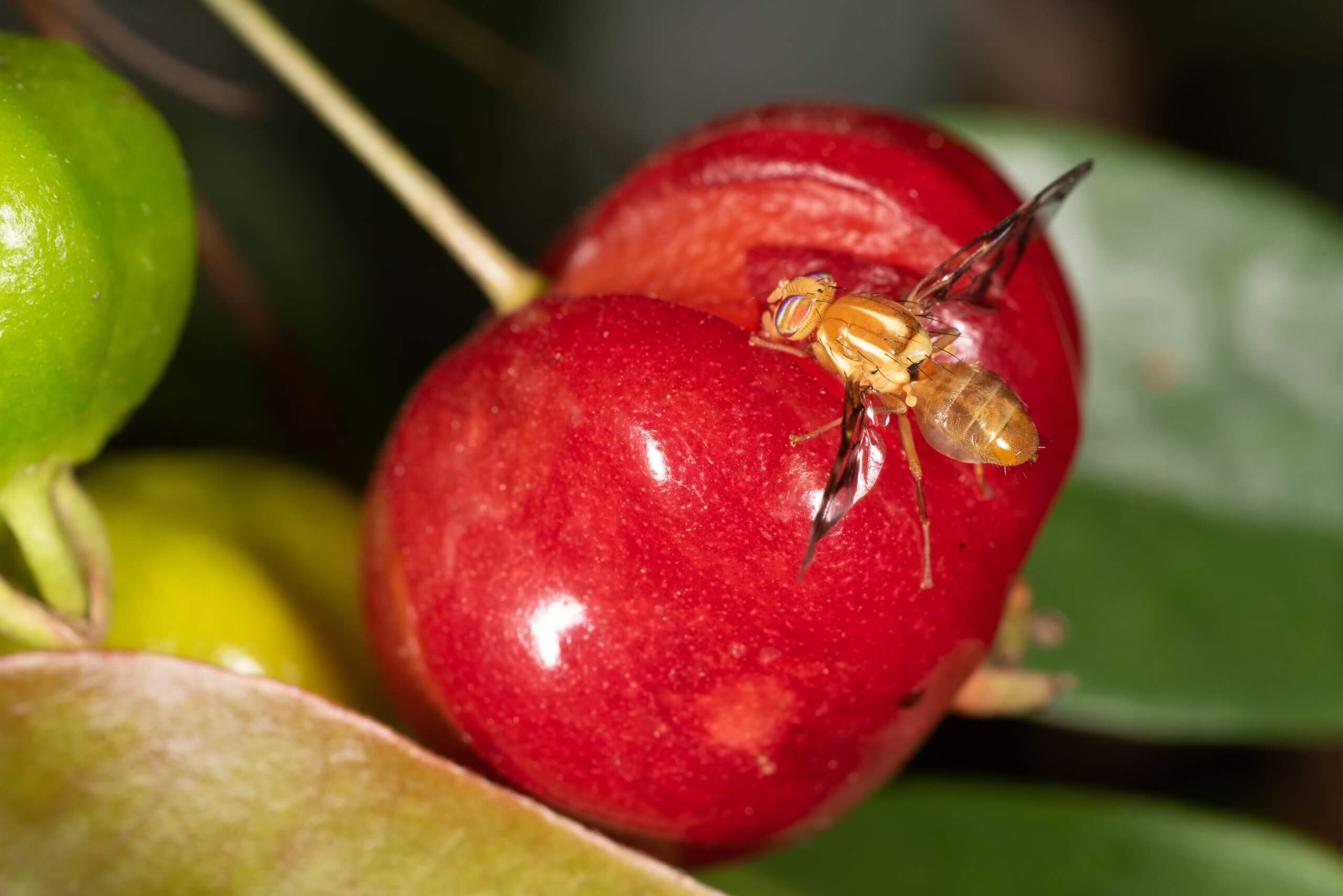 Cómo reconocer y combatir mosca de la fruta en cerezo