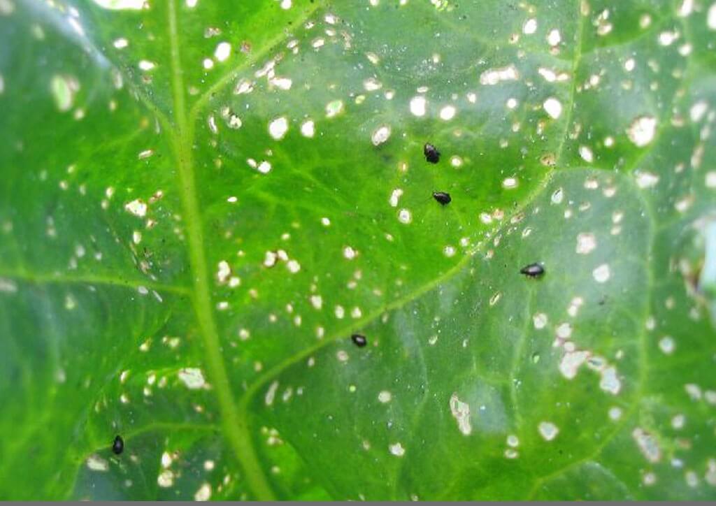 Altise : symptômes et dégâts sur les betteraves de table